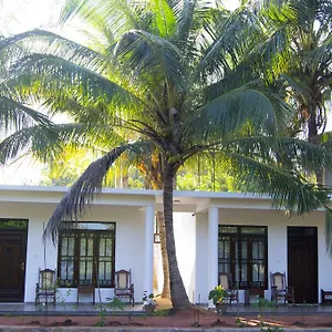 Shady Mango Sri Lanka